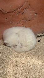 -Zoolung Zoolung动物主题公园(海信广场店)