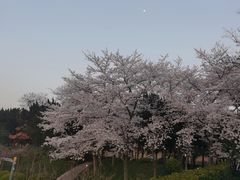-嘉定紫藤园