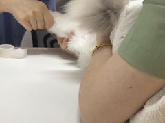 -御宝贝·A梦猫科宠物医院(国际猫友好医院)