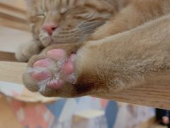 -滚猫咖啡·猫咖·猫友好撸猫(未来城店)