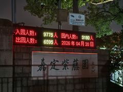 -嘉定紫藤园