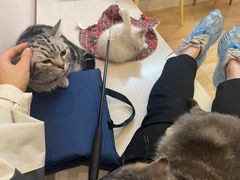 -猫咪派对(江南西店)