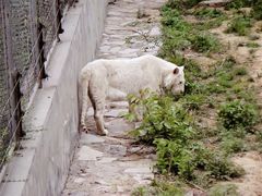 景点-石家庄市动物园