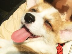 -1013 PET SHOP 宠物商店(近铁城市广场店)
