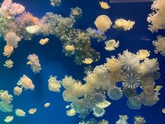 -海合安武汉极地海洋公园