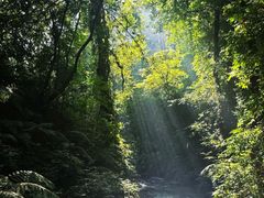 -莫里热带雨林景区