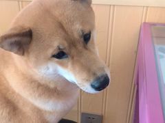 -柴源莊·柴小宠柴犬咖啡