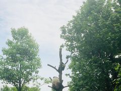 -都江堰中华大熊猫苑