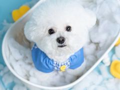 -萌宠之家·腊肠犬·马尔泰·小体犬舍