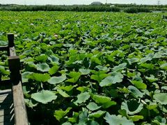 -天津东丽湖风景区