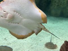 -珠海长隆海洋王国
