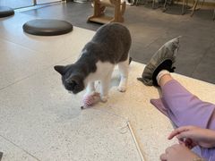 -飞行喵MR PILOT|猫舍·猫咖(静安大融城店)