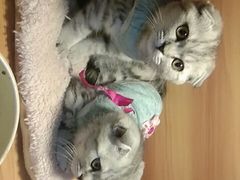 -喵百万·布偶·蓝金金渐层英短·猫舍(百子湾店)