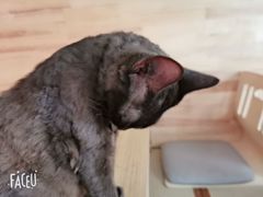 -喵屿·大理花园猫咖