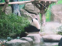 -灵玲国际马戏城