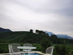 -龙坞茶村