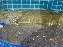 -必点蒸汽海鲜(止锚湾店)