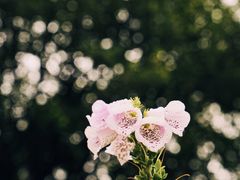 -厦门园林博览苑