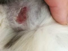 -芭比堂动物医院广州顽皮分院