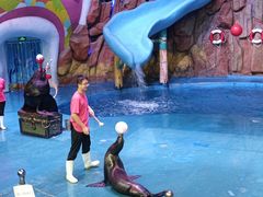 -烟台海昌鲸鲨海洋公园