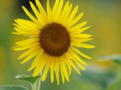 -贡湖湾湿地公园