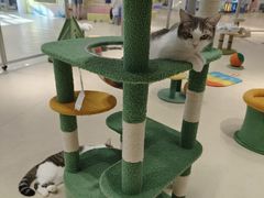 -COLOR PETS 撸猫馆·购猫·猫咖(长风大悦城店)