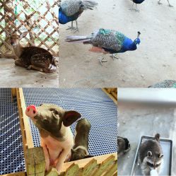 -萌宠亲子动物乐园(槐房万达店)