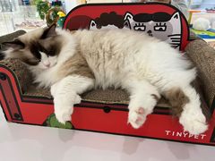-COLOR PETS 撸猫馆·购猫·猫咖(长风大悦城店)