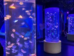 -顺德南宏海立方海洋公园