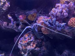 -暹罗海洋世界