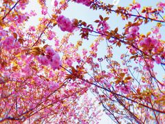 -高东镇樱花园