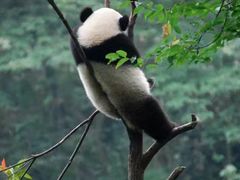 -中国大熊猫保护研究中心雅安碧峰峡基地