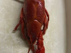 -龙虾奇迹(大华三路店)