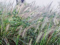 -西山漾湿地公园