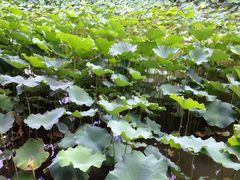 iphone_upload_pic-四川大学(华西校区)