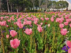 -上海鲜花港