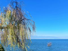-野菌皇海景野生菌火锅(滨海大道店)