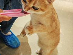 -藏猫猫咖啡主题馆(中央大道店)