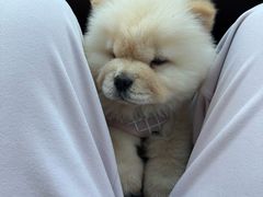 -芭比堂动物医院·CT·微创中心(新顺分院)