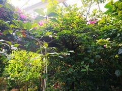 -呀路古热带植物园