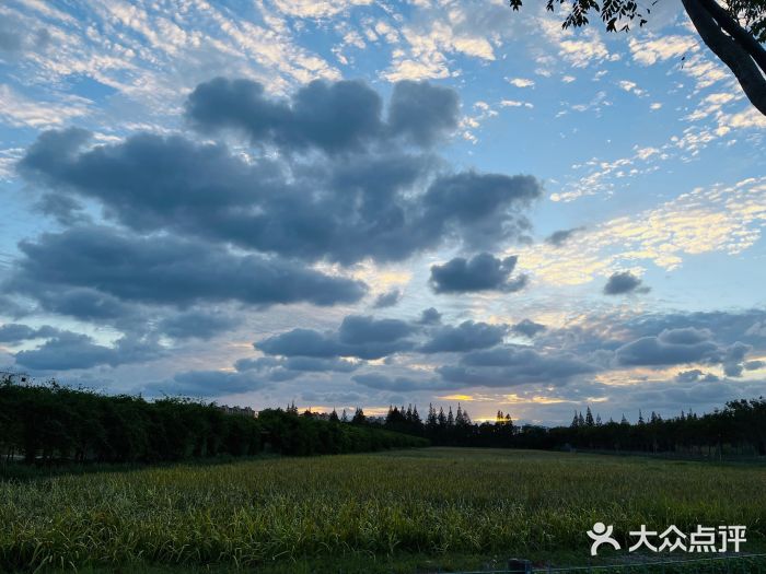 上海长兴岛郊野公园图片