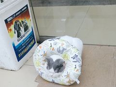 -瑞派动物医院·猫专科·至诚(江南中分院)