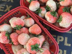 -上海鲜花港