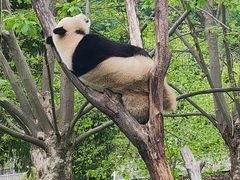-卧龙中华大熊猫苑神树坪基地
