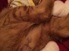 -爱侣宠医·鹦鹉专科·小型哺乳类·异宠专科(灵石路店)