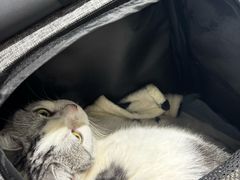 -艾贝尔宠物医院·24H转诊中心·肿瘤猫专科(江宁双龙店)