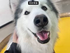 -Husky Go! 哈士奇体验馆·宠物咖啡厅狗咖
