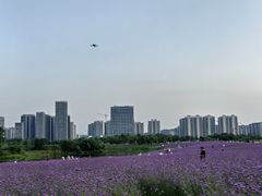 -洋湖国家湿地公园
