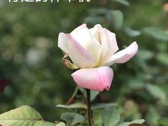 -国家植物园