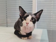 -瑞派福兴宠物医院犬猫全科·骨科·中西医结合(河东店)